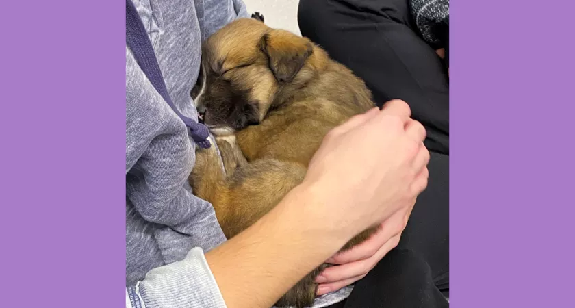 A small brown puppy curled up in the arms of someone wearing a purple sweater.