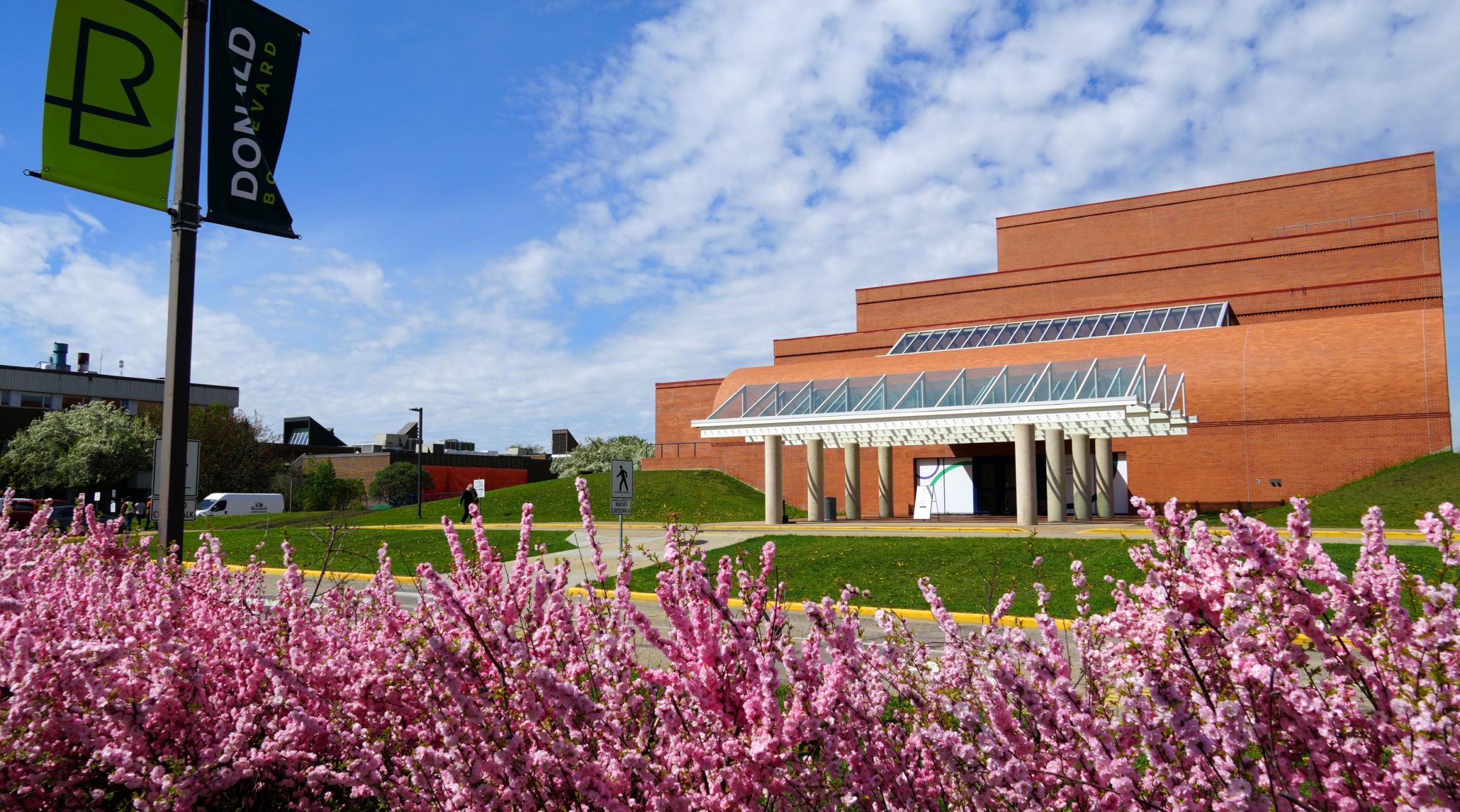 Vibrant pink blossoms in the foreground and The Arts Centre against a blue sky in the back