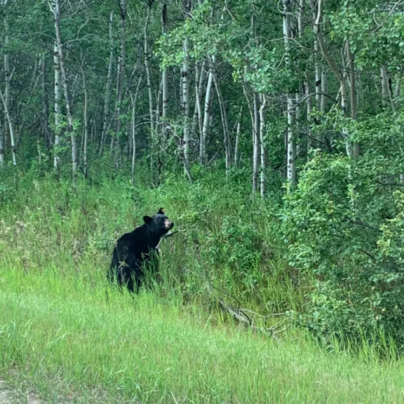 A black bear looks towards camera on the edge of a lush green forest